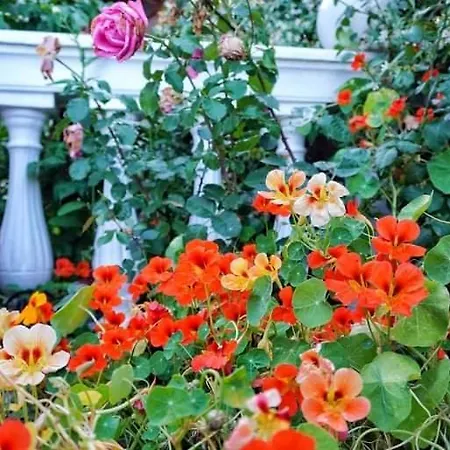 Nyaraló σπιτι αντωνησ γιαννα House Adonis Giana Ano Pavliana